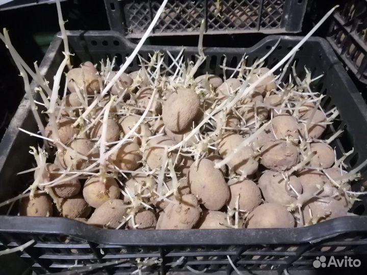 Картошка на посадку