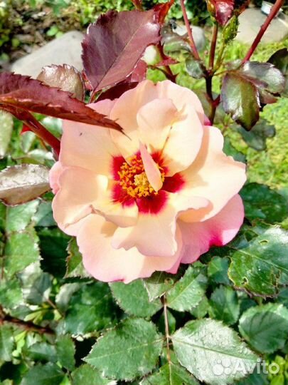 Садовые цветы, розы