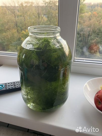 Водоросли для аквариума