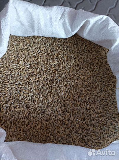 Ячмень зерно пшеница