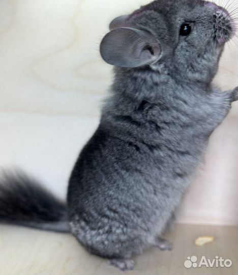 Шиншилла ангора мальчик 5 месяцев