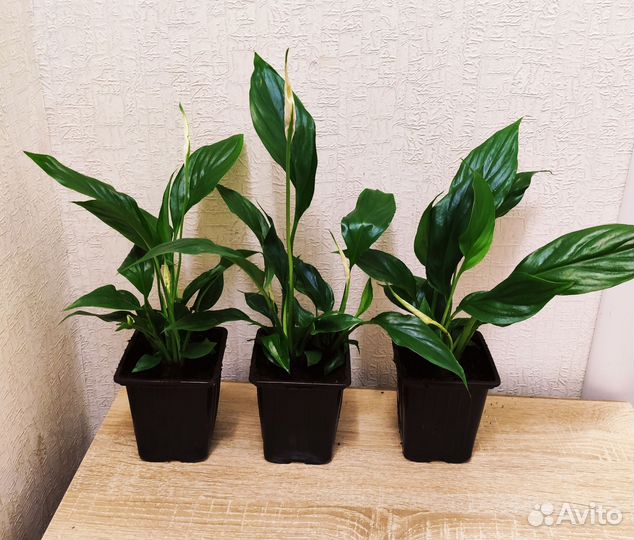 Спатифиллумы сортовые