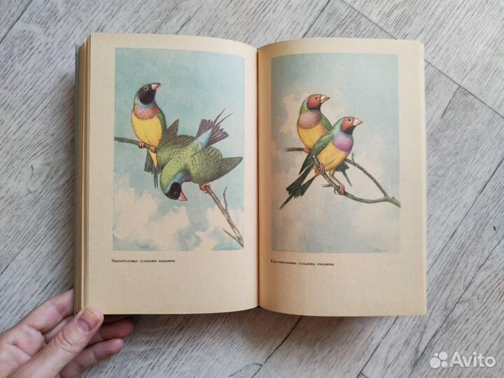 Пернатая радуга, Жердев