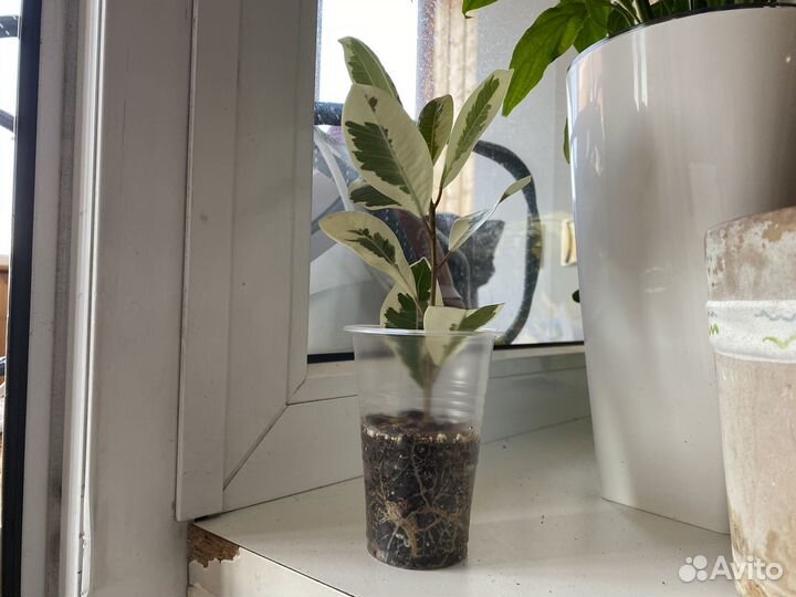 Фикус микрокарпа альбомаргината