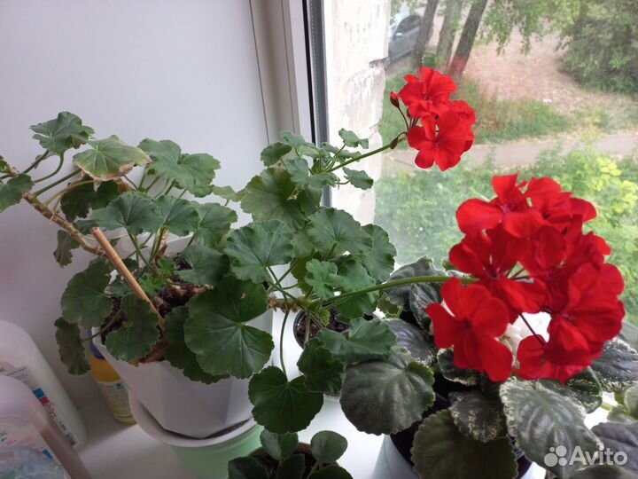 Хавортия & Герань красная