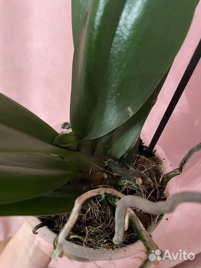 Орхидея фаленопсис Las Vegas