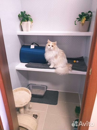 Зоогостиница Зооотель Передержка животных