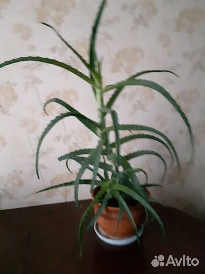Цветок алоэ 2 года