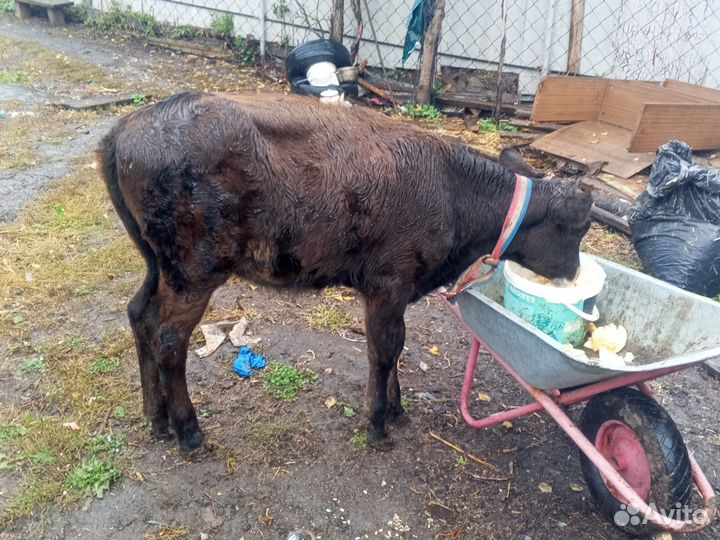 Телята телка