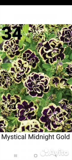 Петунья вегетативная черенки