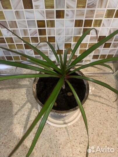 Драцена маргината