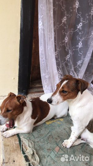 Щенки джек Рассел терьер