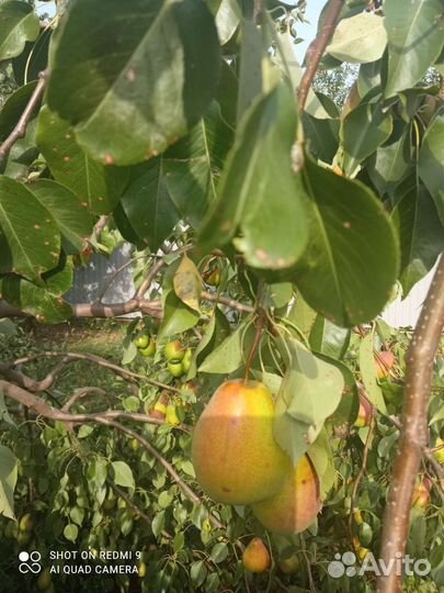 Продам груши