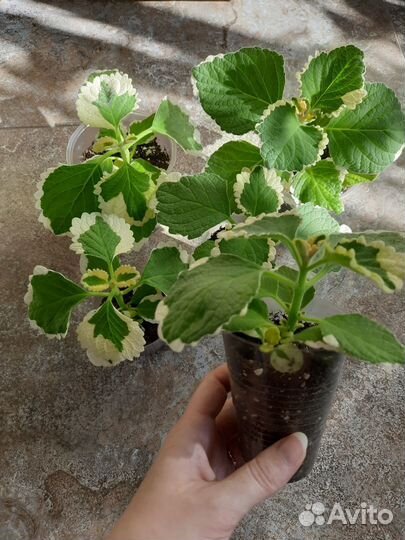 Плектрантус Мадагаскарский Фостера