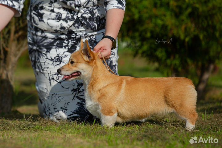 Щенки вельш корги пемброк