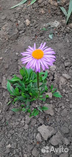 Пионы ромашки