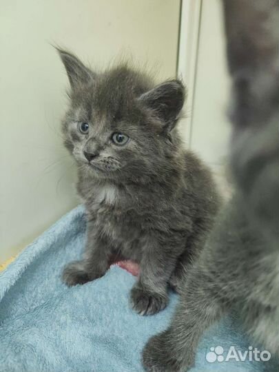 Котенок медвежонок ищет дом