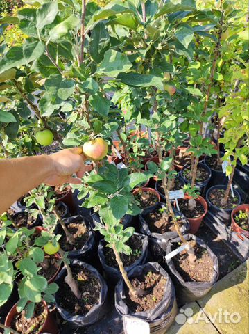 Яблони колоновидные