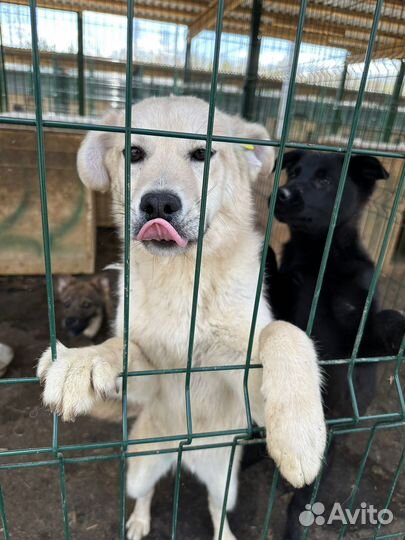 Метисы лабрадора могут оказаться на улице