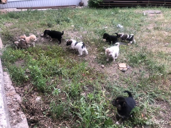 Щенки в добрые руки