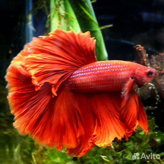 Рыба петушок