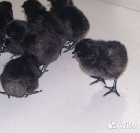 Инкубационное яйцо ухейилюй