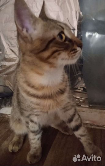Котик Матроскин