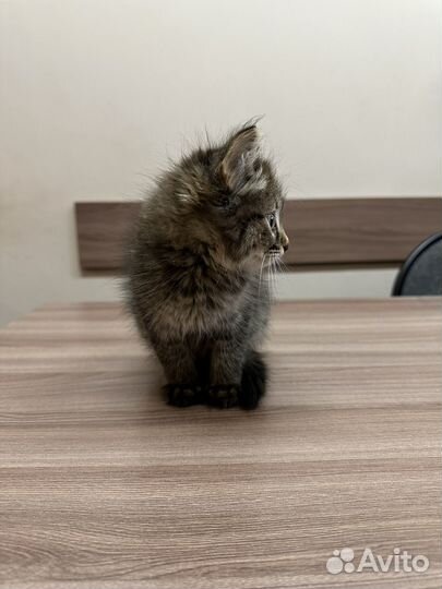 Котенок