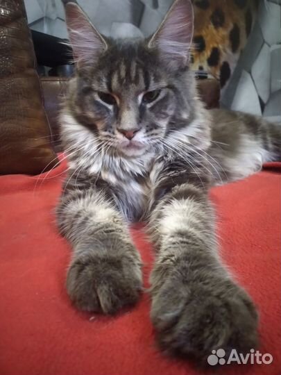 Котята мейн-кун