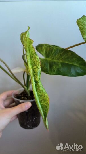 Филодендрон Параисо Верде