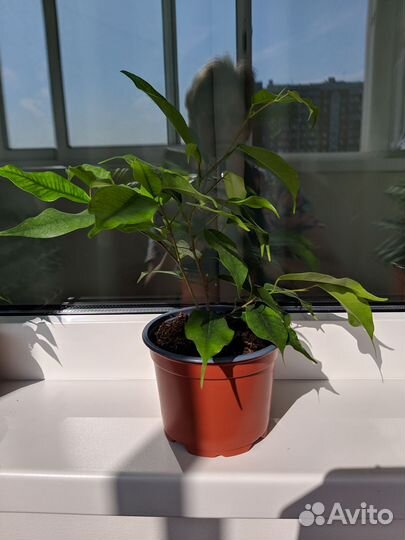 Фикус бенжамина