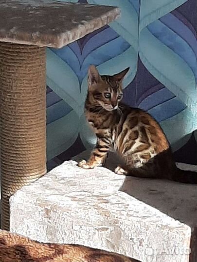 Бенгальская кошка
