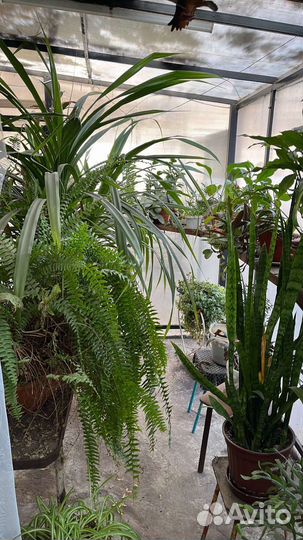 Домашние цветы фикус и другие