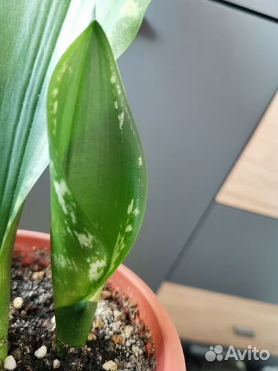Сансевиерии сортовые