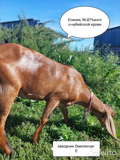 Англо-нубийские котные козы