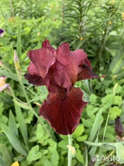 Ирисы бородатые