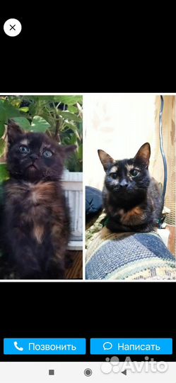 Котята