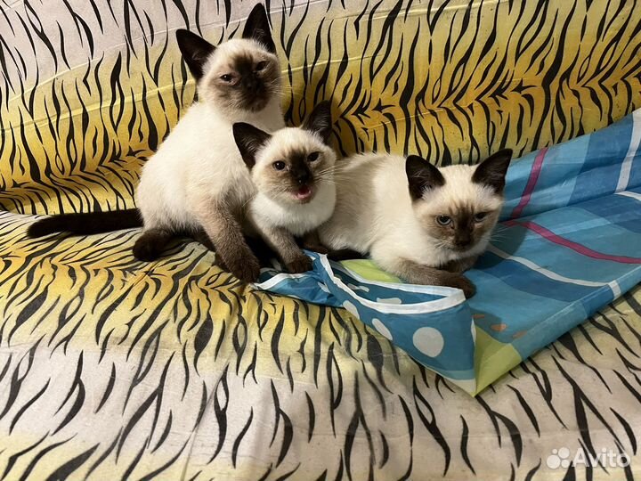Сиамские котята