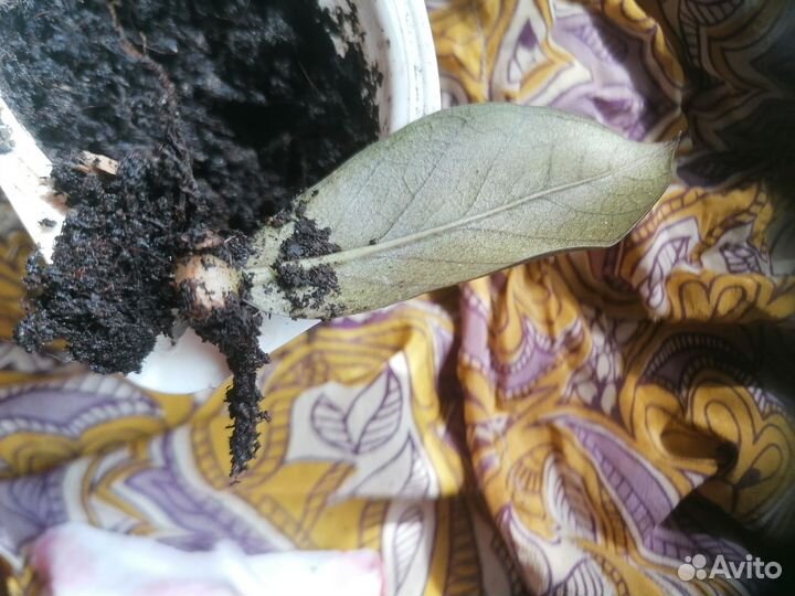 Продам замиокулькасы, комнатные цветы