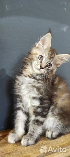 Мейн-кун полидакты и классика