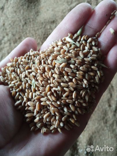 Озимая пшеница