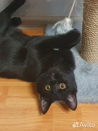Котёнок-ласкуша