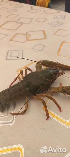 Продам живых и сваренных раков, варим по домашнему