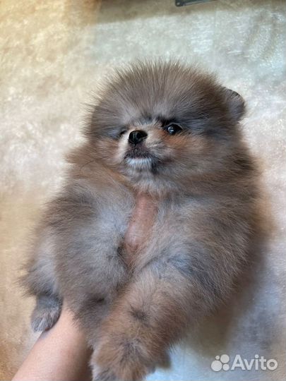 Померанский шпиц