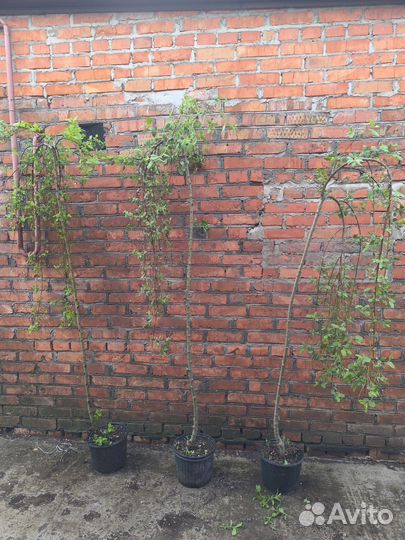 Верба на штамбе пендула