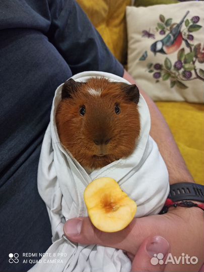 Морская свинка с клеткой