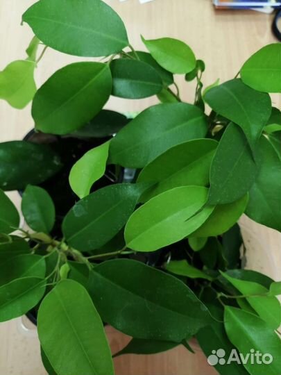Фикус Бенджамина