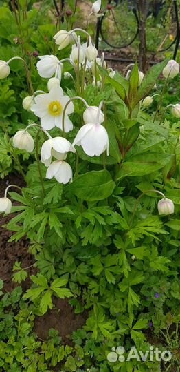 Самарская Лидия и многолетники для дачи