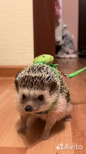 Африканский ежик