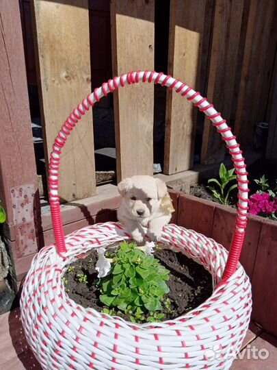 Собака лабрадор